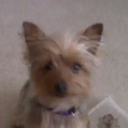 Tinkerbell