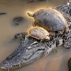 TURTLES