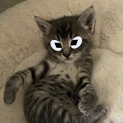 Jimothy