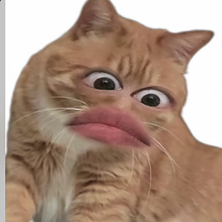 淑芬猫
