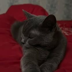 cat