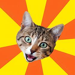 BADCAT / SOL