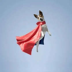 The Super-Dog