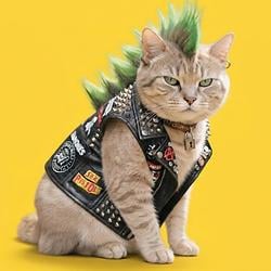 PUNKCAT