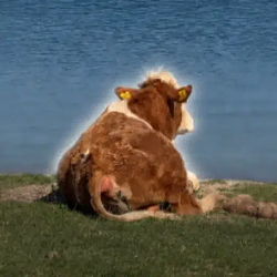 COW / SOL