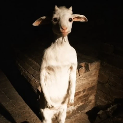 poorgoat / SOL