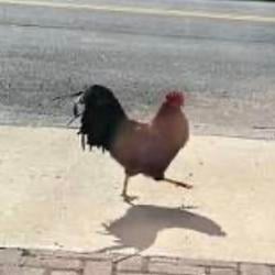AhChicken
