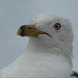SEAGULL