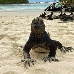 galapagos