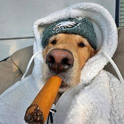 Chillrose