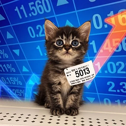 Stockcat