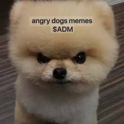DOG / SOL