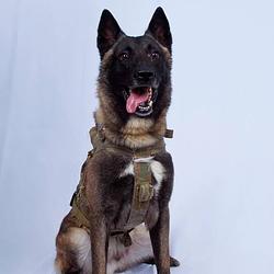 SPD
