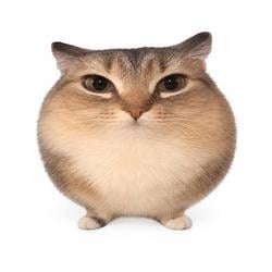 bababoi