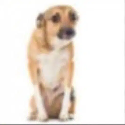 blurdog