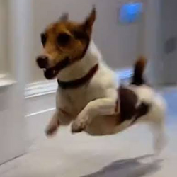 ZOOM