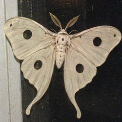 MOTHNT