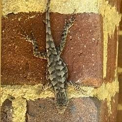 lizzzz