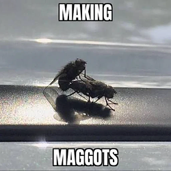 MEMEFLY / SOL