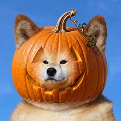 Pumpkin In
