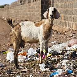 PoorGoat / SOL