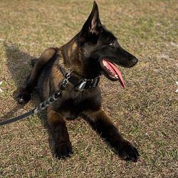 GSD