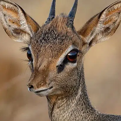 dik-dik