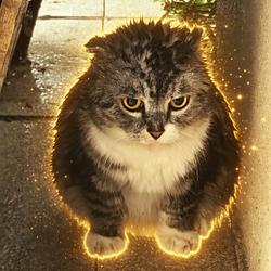 WETCAT / SOL