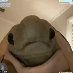 Tortuga / SOL