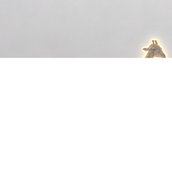 Giraffes