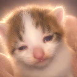 Sadcat / SOL