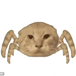 spidercat / SOL