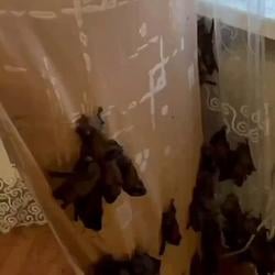 bats / SOL