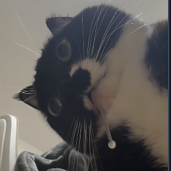 drool