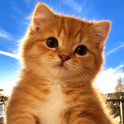 mew