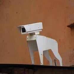 WATCHDOG / SOL