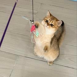 #CAT