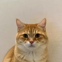 Neko / WETH