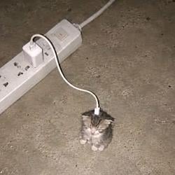 Chargecat