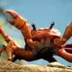 CRAB / SOL
