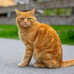 mayhemcat / SOL