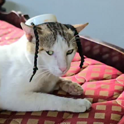 JewCat