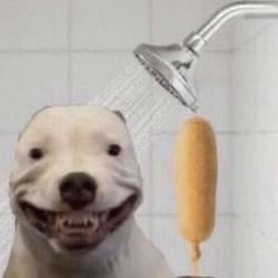 PINGDOG / WETH