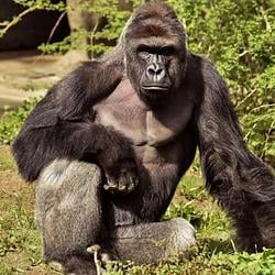 $HARAMBE