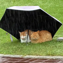 猫咪友谊