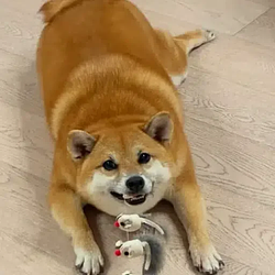 chonk / BNB