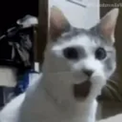 sc