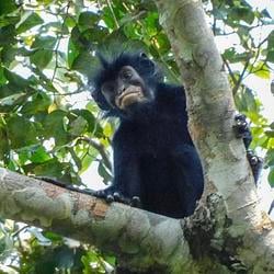 LIKWELI