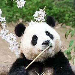 FuBao / BNB