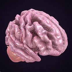 Brain